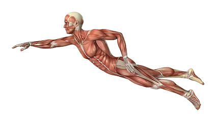 Image showing Muscle Maps