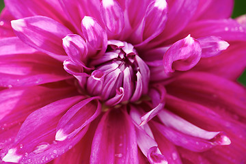 Image showing dhalia purple flower