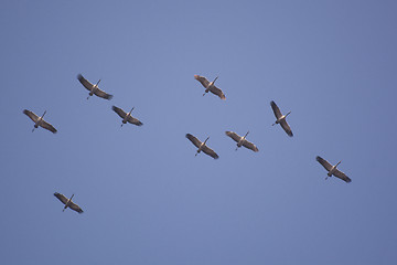 Image showing Wild Geese