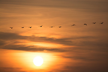 Image showing Wild Geese in the Sunset