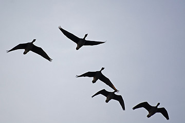 Image showing Wild Geese