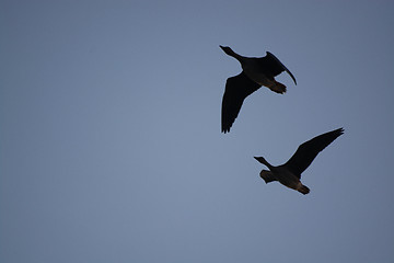 Image showing Wild Geese