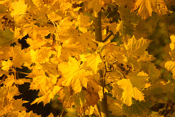 Image showing Autumn Leaf