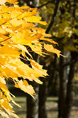 Image showing Autumn Leaf