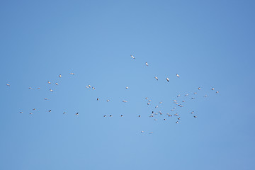 Image showing Wild Geese