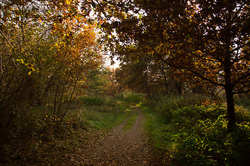 Image showing Autumn Season