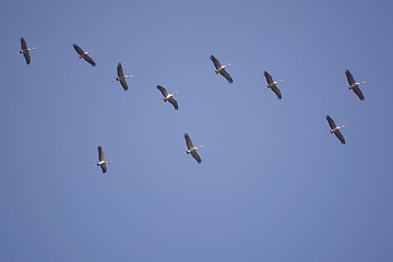 Image showing Wild Geese