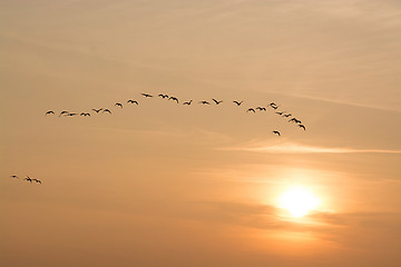 Image showing Wild Geese in the Sunset