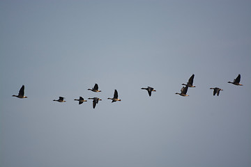 Image showing Wild Geese