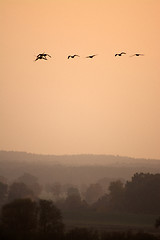 Image showing Wild Geese in the Sunset