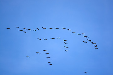 Image showing Wild Geese