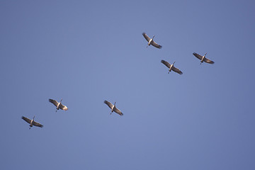 Image showing Wild Geese