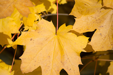 Image showing Autumn Leaf