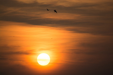 Image showing Wild Geese in the Sunset