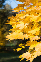 Image showing Autumn Leaf