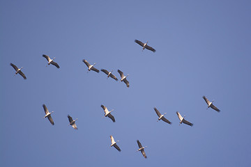 Image showing Wild Geese