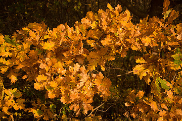 Image showing Autumn Leaf