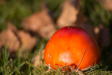 Image showing Fly Agaric