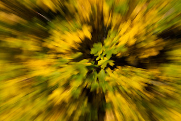 Image showing Blurred Autumn Leaf