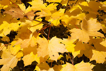 Image showing Autumn Leaf