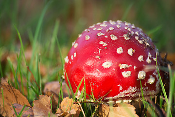 Image showing Fly Agaric