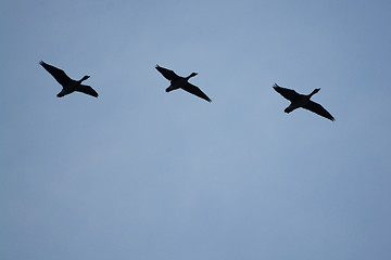 Image showing Wild Geese