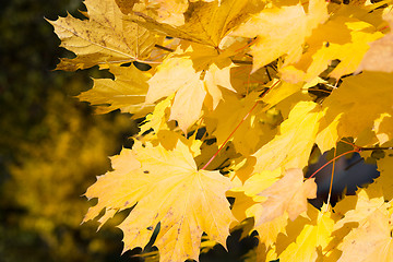 Image showing Autumn Leaf