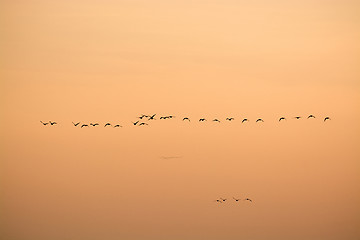 Image showing Wild Geese in the Sunset