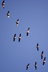 Image showing Wild Geese