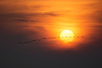 Image showing Wild Geese in the Sunset