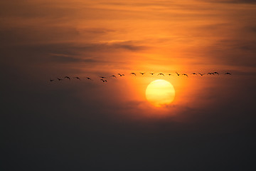 Image showing Wild Geese in the Sunset