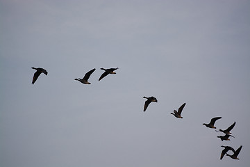 Image showing Wild Geese