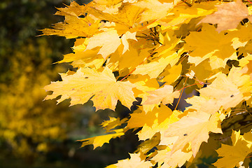 Image showing Autumn Leaf