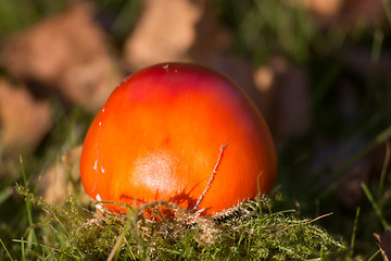 Image showing Fly Agaric