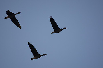 Image showing Wild Geese