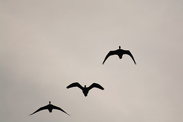 Image showing Wild Geese