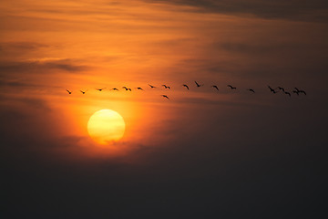 Image showing Wild Geese in the Sunset