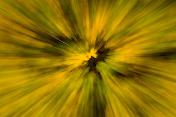 Image showing Blurred Autumn Leaf