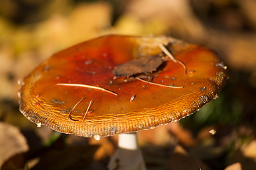 Image showing Fly Agaric