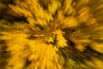 Image showing Blurred Autumn Leaf