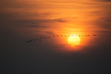 Image showing Wild Geese in the Sunset