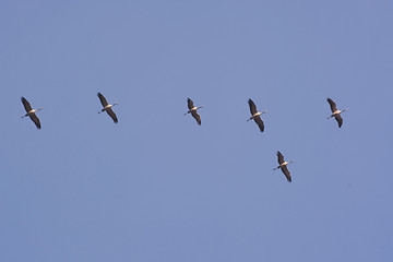 Image showing Wild Geese