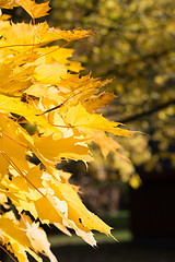 Image showing Autumn Leaf