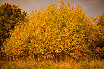 Image showing Autumn Season