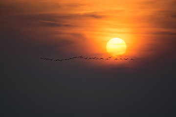 Image showing Wild Geese in the Sunset