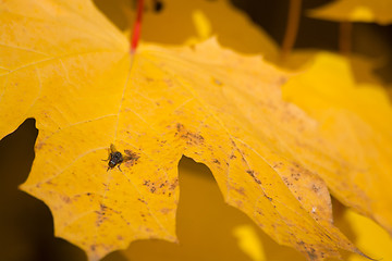 Image showing Autumn Leaf