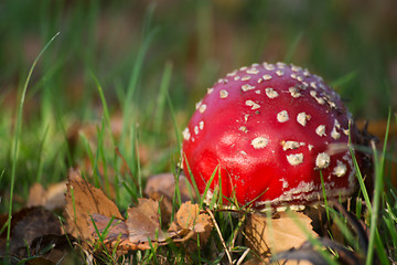 Image showing Fly Agaric