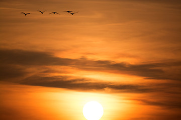 Image showing Wild Geese in the Sunset