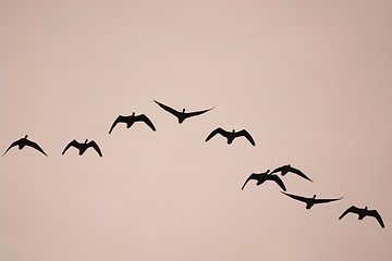 Image showing Wild Geese