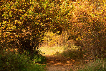 Image showing Autumn Season